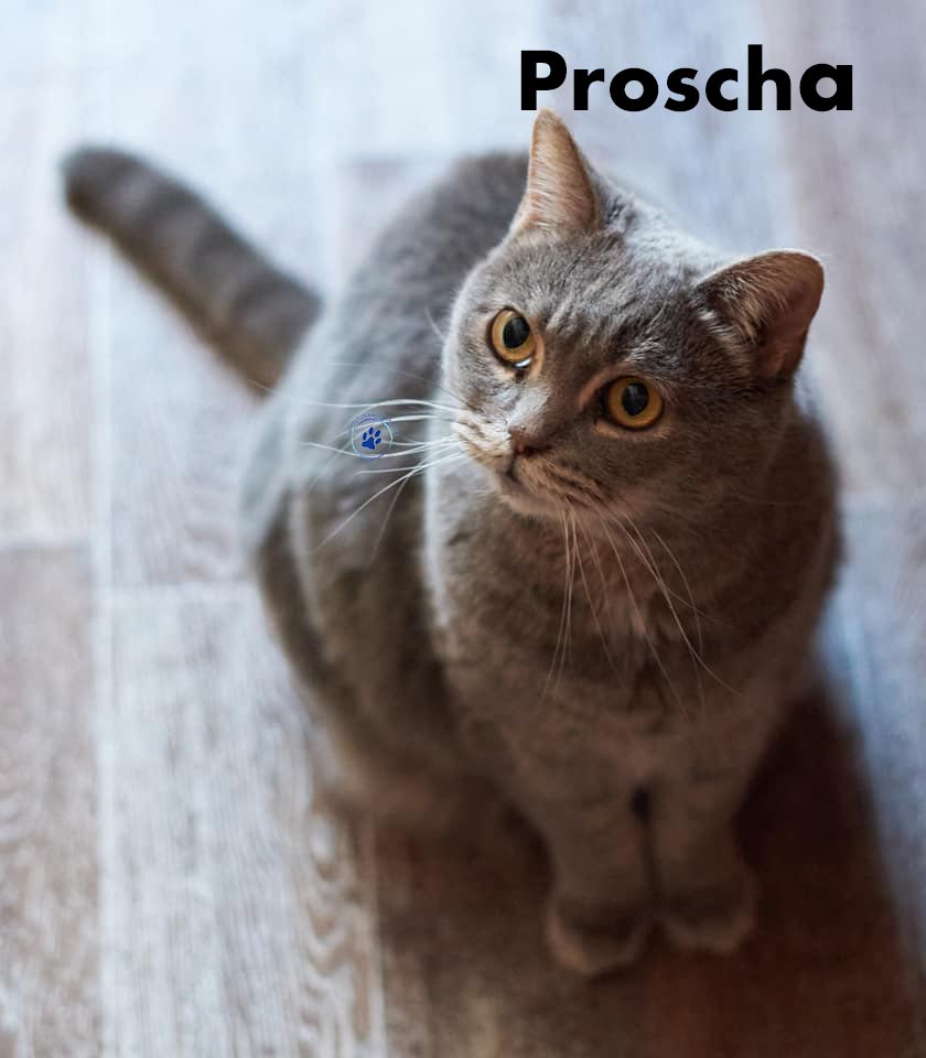 Nikolai/Katzen/Proscha/Proscha12 Kopie.jpg